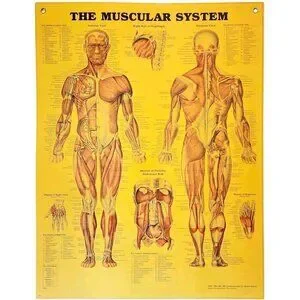 Art | 1997 Muscular System Anatomical Chart Laminated Poster Medical ...